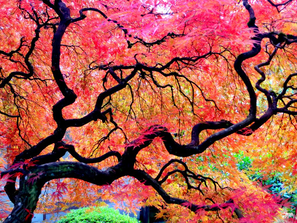 japanese-maple-stock